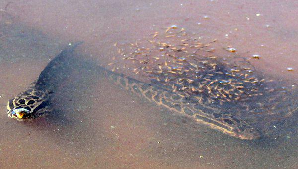 野生黑鱼一般多少斤