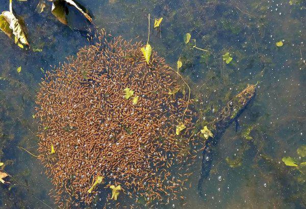 野生黑鱼一般多少斤