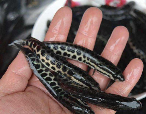 野生黑鱼一般多少斤