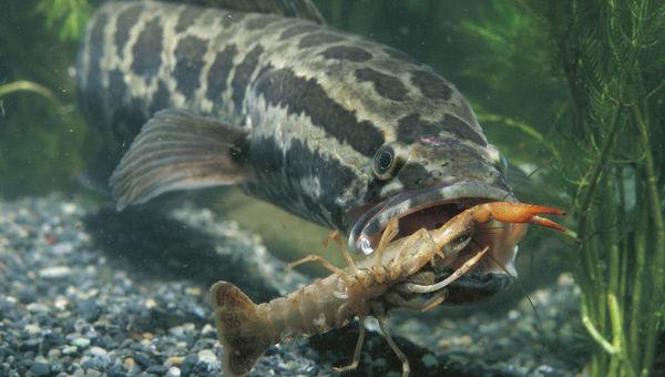 野生黑鱼一般多少斤