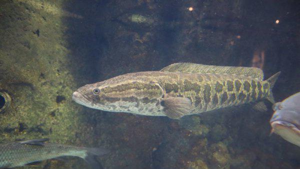 野生黑鱼一般多少斤