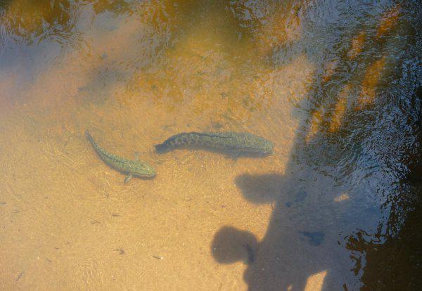 野生黑鱼一般多少斤