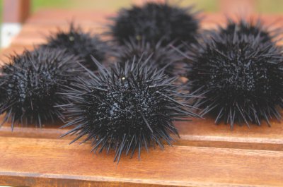 海胆是植物还是动物 海胆属于水生植物还是水生动物