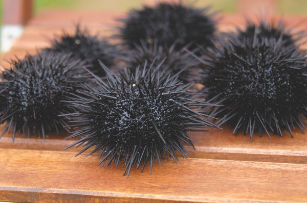 海胆是植物还是动物