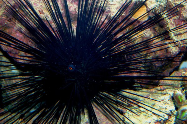 海胆是植物还是动物