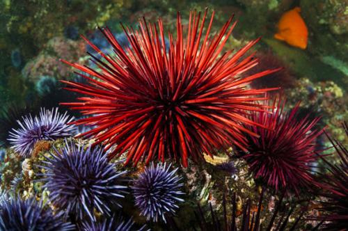 海胆是植物还是动物