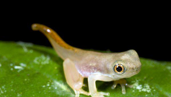 蝌蚪长出四条腿后怎么养