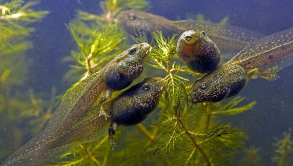 蝌蚪长出四条腿后怎么养