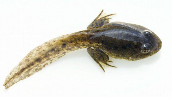 蝌蚪长出四条腿后怎么养