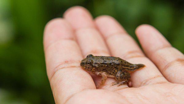 蝌蚪长出四条腿后怎么养