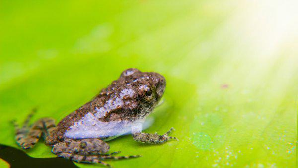 蝌蚪长出四条腿后怎么养