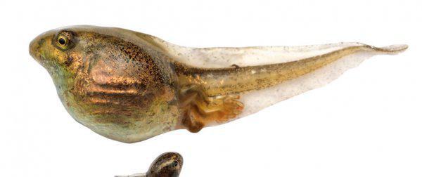 蝌蚪长出四条腿后怎么养