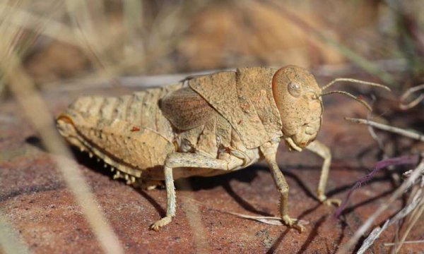 地球灭绝过几次