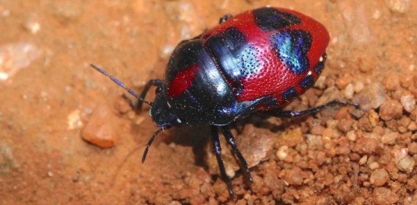 地球灭绝过几次