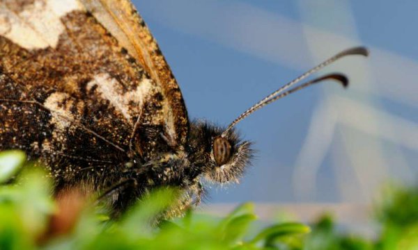 地球灭绝过几次