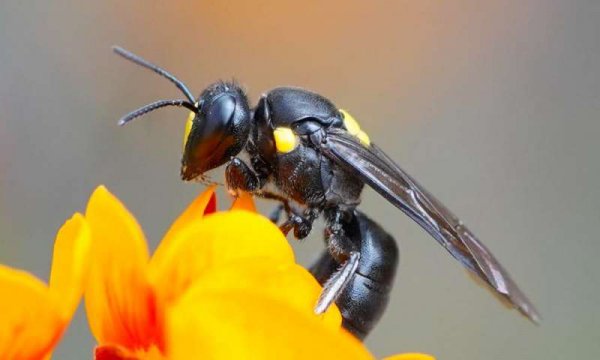 地球灭绝过几次