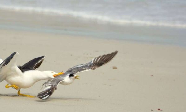 地球灭绝过几次