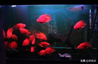 鹦鹉鱼好养吗有什么特点 为什么说鹦鹉鱼是人造鱼呢
