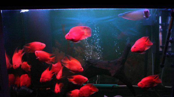 鹦鹉鱼好养吗有什么特点