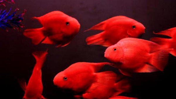 鹦鹉鱼好养吗有什么特点