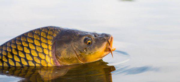 鱼竿长度怎么选择