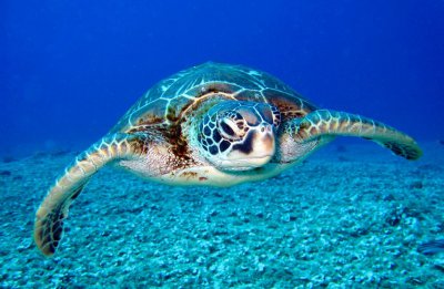 海龟和乌龟的区别在哪些方面 如何区分海龟与乌龟