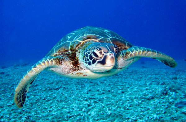 海龟和乌龟的区别在哪些方面