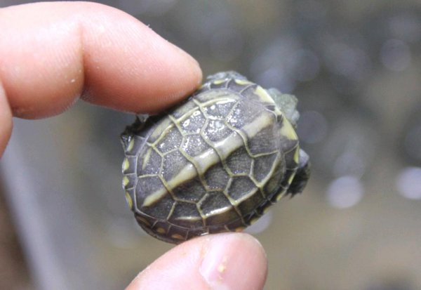 海龟和乌龟的区别在哪些方面