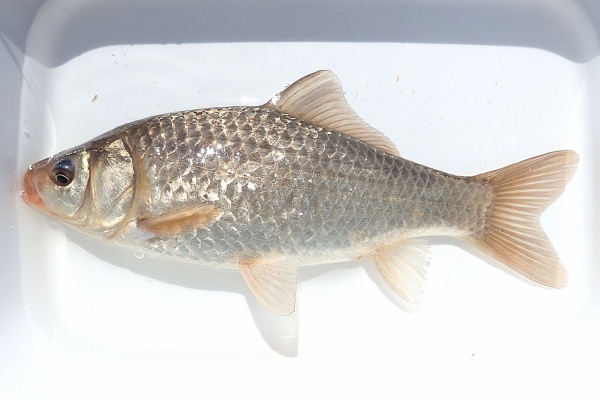 纯野生鲫鱼最大能长多少斤