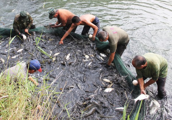 纯野生鲫鱼最大能长多少斤