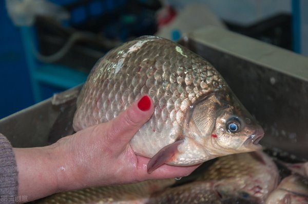 纯野生鲫鱼最大能长多少斤