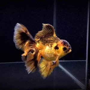 金鱼失鳔病的原因有哪些 如何预防和治疗金鱼失漂