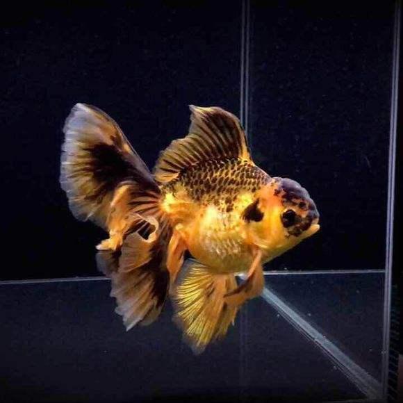 金鱼失鳔病的原因有哪些