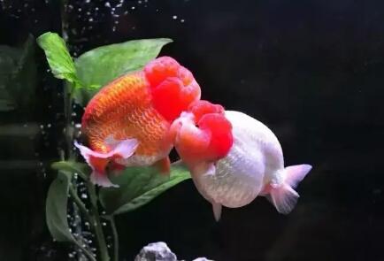 金鱼失鳔病的原因有哪些