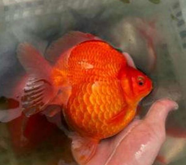 金鱼失鳔病的原因有哪些