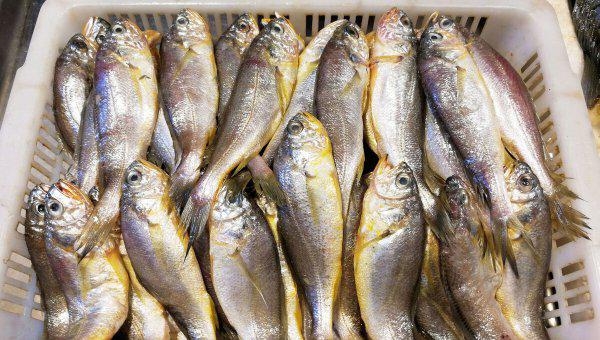 大黄鱼和小黄鱼的区别