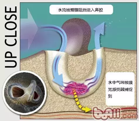 鱼有鼻子吗有什么作用呢