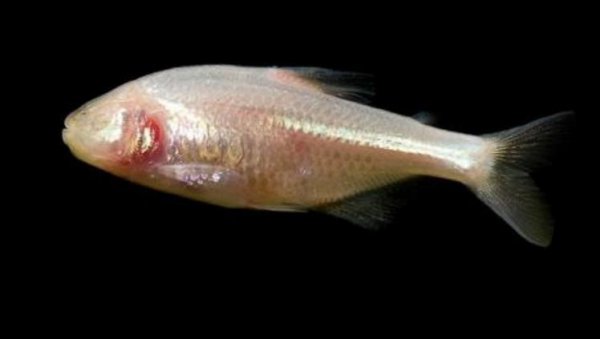 鱼有鼻子吗有什么作用呢