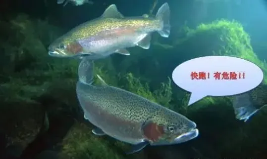 鱼有鼻子吗有什么作用呢