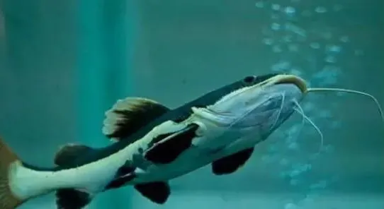 鱼有鼻子吗有什么作用呢