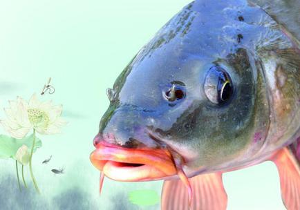 鱼有鼻子吗有什么作用呢