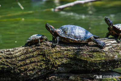 家养乌龟喜欢晒太阳吗 多让乌龟晒太阳有哪些好处