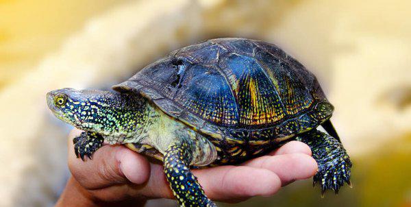 家养乌龟喜欢晒太阳吗