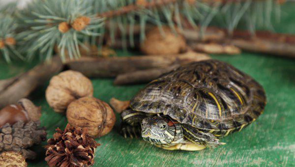 家养乌龟喜欢晒太阳吗