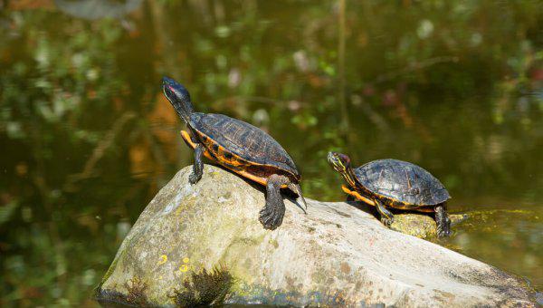 家养乌龟喜欢晒太阳吗