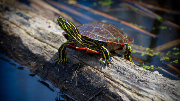 家养乌龟喜欢晒太阳吗