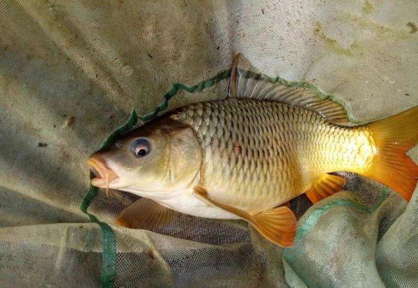 专攻大鲤鱼的饵料配方