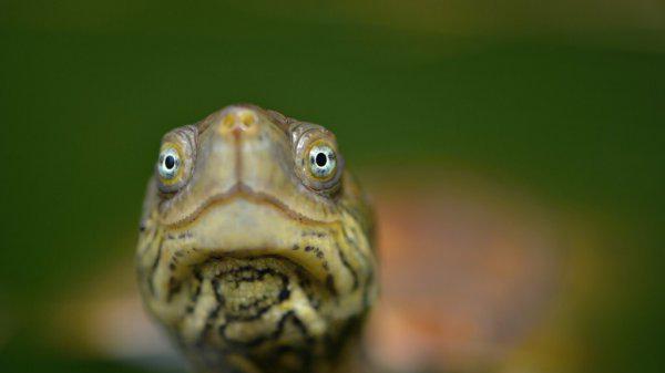 乌龟的生活方式及特点有哪些