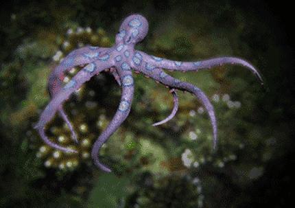 章鱼吃什么食物