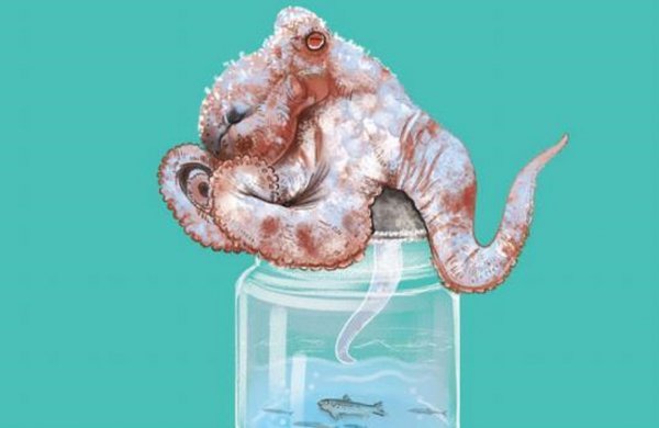 章鱼吃什么食物